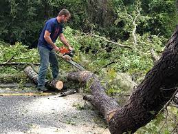 Reliable Lockport, LA Tree Care  Solutions