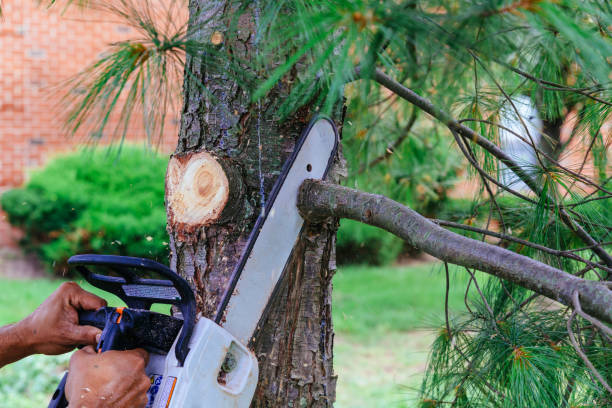 How Our Tree Care Process Works  in  Lockport, LA